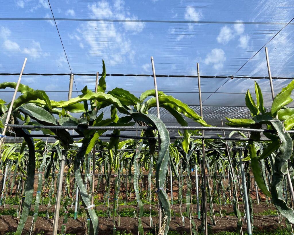 Plantación cultivo de Pitahaya